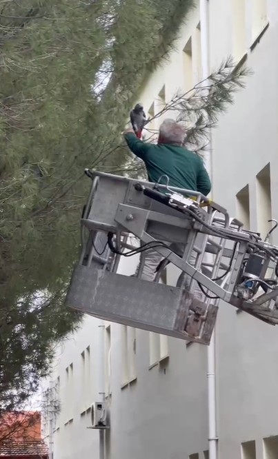 Gediz’de Ağaçta Mahsur Kalan Papağan Sahibine Teslim Edildi