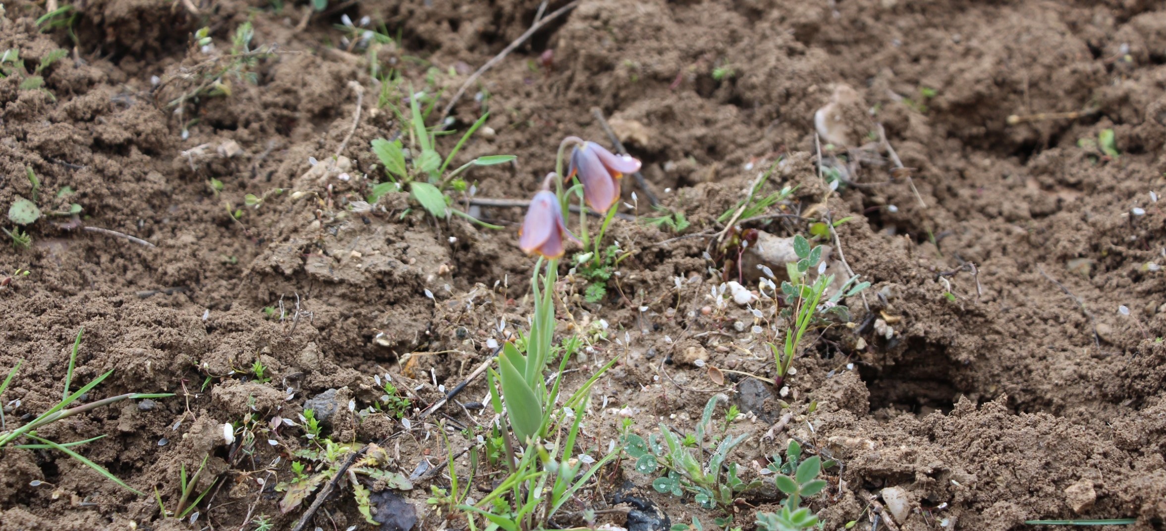 Gediz Kampüsünde Doğa Sürprizi: Murat Dağı’nın “Ağlayan Gelini” Okul Bahçesinde Açtı