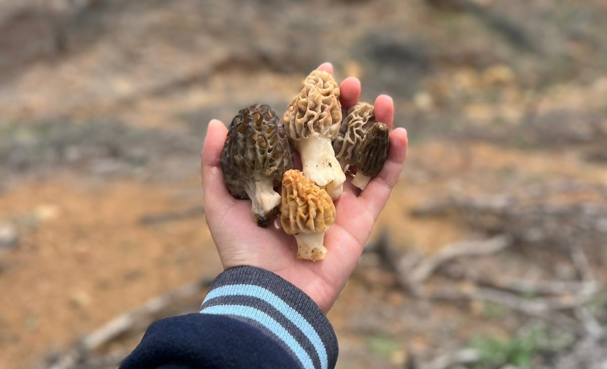 Gediz Dağlarında “Kuzu Göbeği” Mesaisi: Yağmurlar Yağdı, Bereket Topraktan Fışkırdı