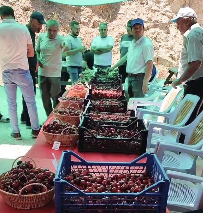 Kiraz Diyarında Üretici Şokta: Kiraz Bol Ama Fiyat Maliyeti Karşılamıyor, Dalında Kaldı!