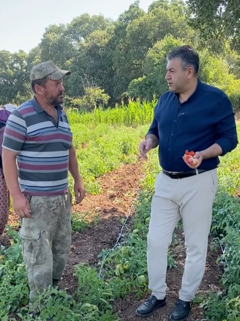 BAŞKAN NECDET AKEL DÖRTDEĞİRMEN’DE ÜRETİCİLERLE BİRLİKTE DOMATES TOPLADI