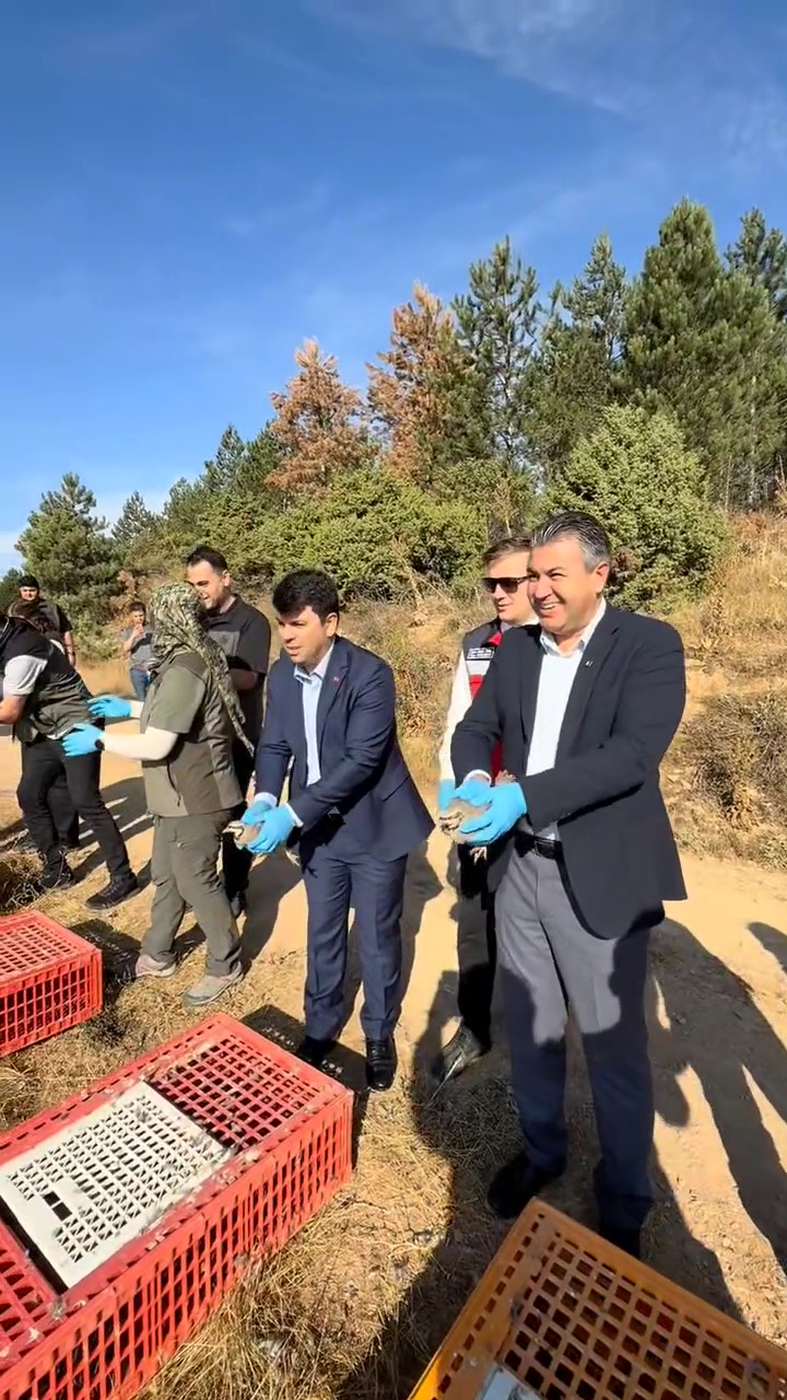 Polat Köyü’nde Yaban Hayatına Destek: 300 Kınalı Keklik Doğaya Salındı!