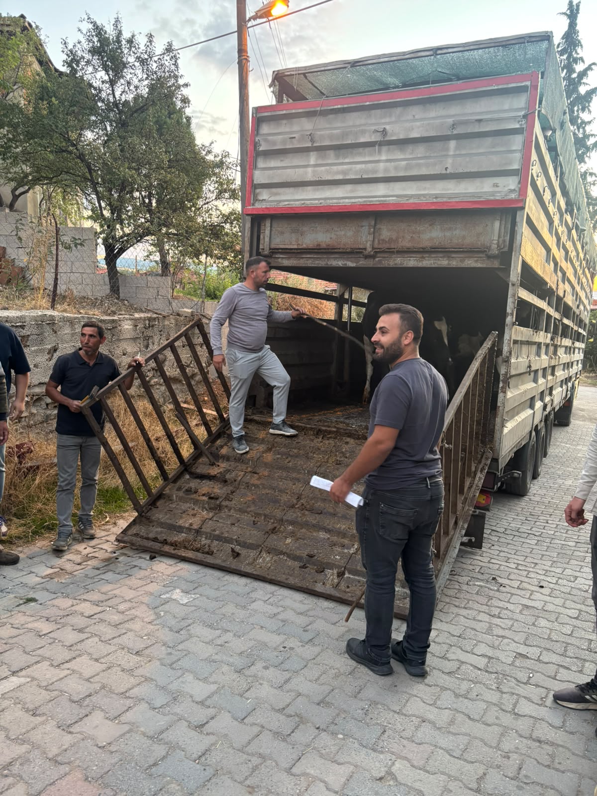 Gediz Gümele’de Hayvancılığa Büyük Destek: 9 Üreticiye 95 Gebe Damızlık Dağıtıldı